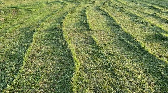 Taming the Mohawk: Understanding the Causes of Lawn Mohawking